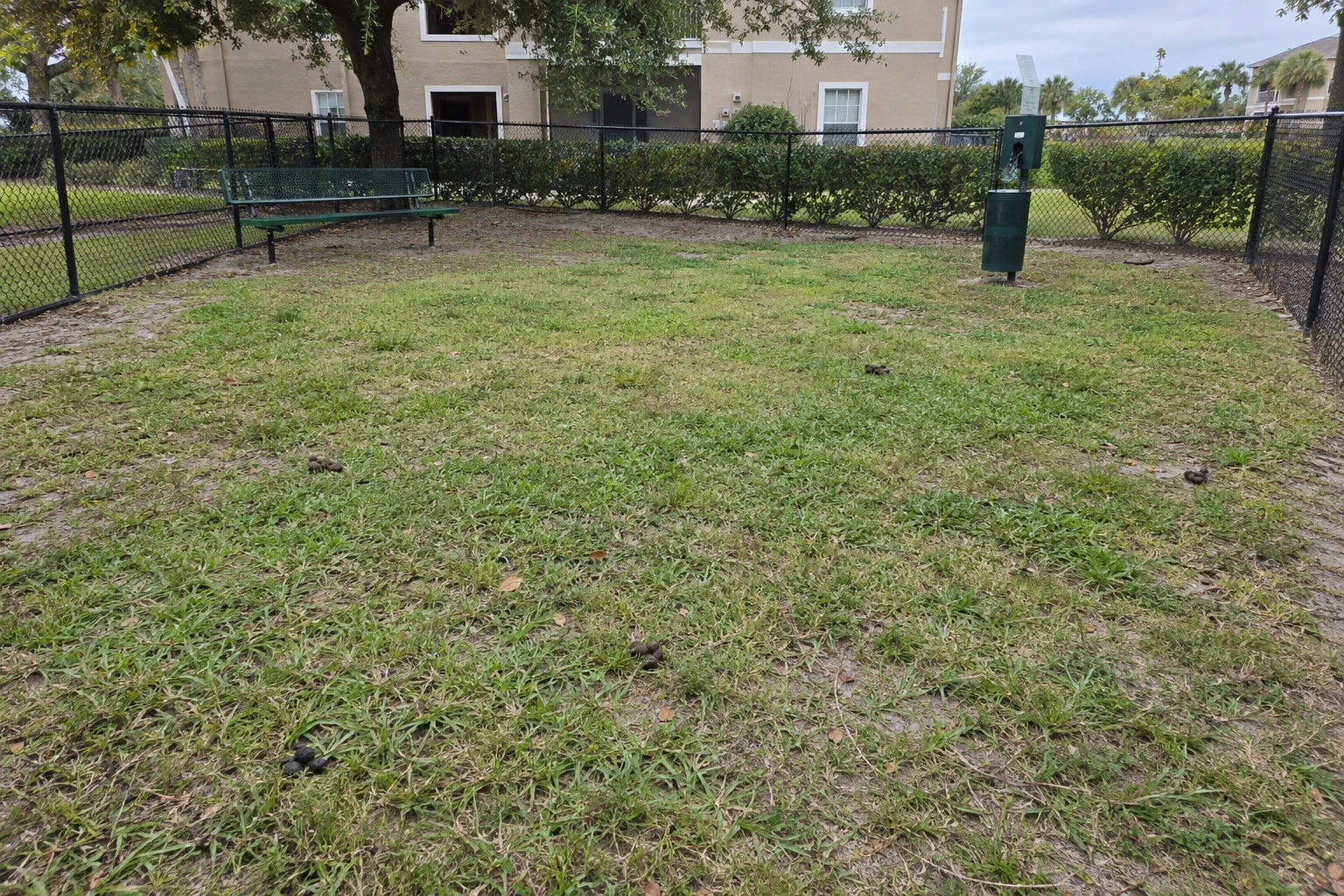 Demo dog park before cleanup, with dog waste visible on the grass
